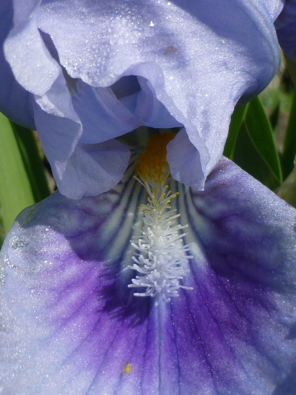 Iris pumila 'bleu' photo